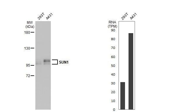 SUN1 Antibody (HL1947) - Azide and BSA Free
