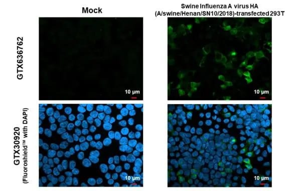 Swine Influenza A G4 EA H1N1 Hemagglutinin Antibody (HL1342) - Azide and BSA Free