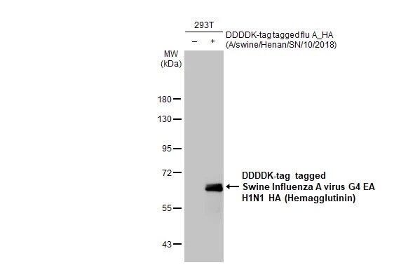 Swine Influenza A G4 EA H1N1 Hemagglutinin Antibody (HL1342) - Azide and BSA Free