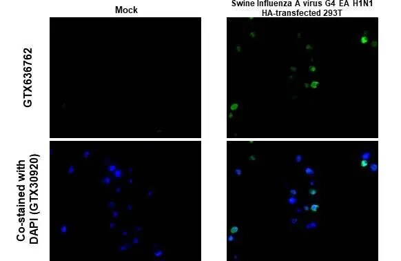 Swine Influenza A G4 EA H1N1 Hemagglutinin Antibody (HL1342) - Azide and BSA Free