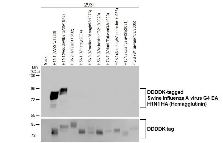 Swine Influenza A G4 EA H1N1 Hemagglutinin Antibody (HL1342) - Azide and BSA Free