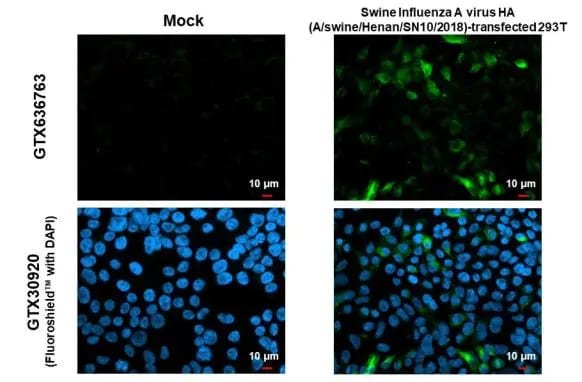 Swine Influenza A G4 EA H1N1 Hemagglutinin Antibody (HL1343) - Azide and BSA Free