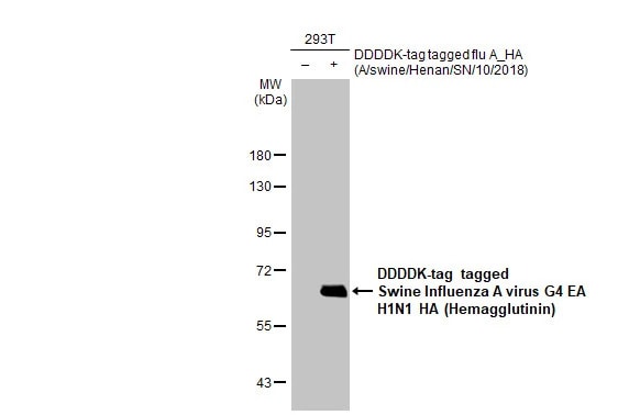 Swine Influenza A G4 EA H1N1 Hemagglutinin Antibody (HL1343) - Azide and BSA Free
