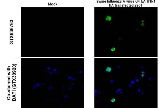 Swine Influenza A G4 EA H1N1 Hemagglutinin Antibody (HL1343) - Azide and BSA Free