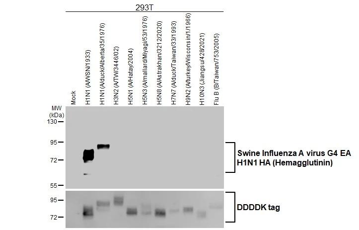 Swine Influenza A G4 EA H1N1 Hemagglutinin Antibody (HL1343) - Azide and BSA Free