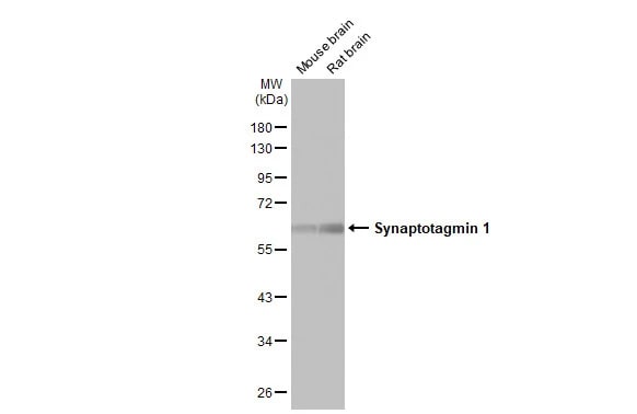 Synaptotagmin 1 Antibody (HL1626) - Azide and BSA Free