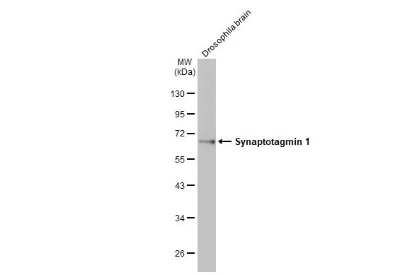 Synaptotagmin 1 Antibody (HL1626) - Azide and BSA Free
