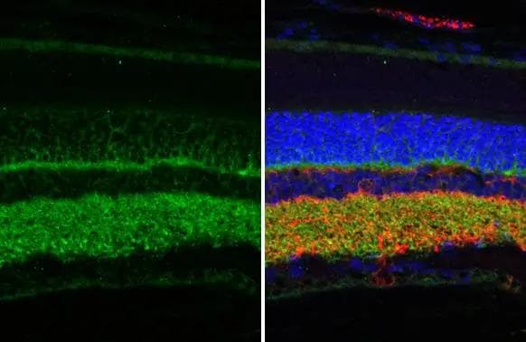 Synaptotagmin 1 Antibody (HL1626) - Azide and BSA Free