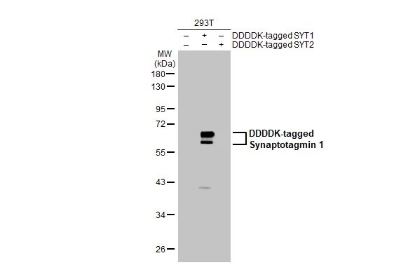 Synaptotagmin 1 Antibody (HL1654) - Azide and BSA Free