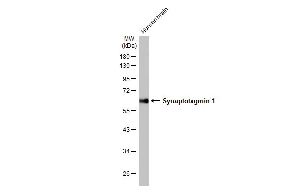 Synaptotagmin 1 Antibody (HL1654) - Azide and BSA Free
