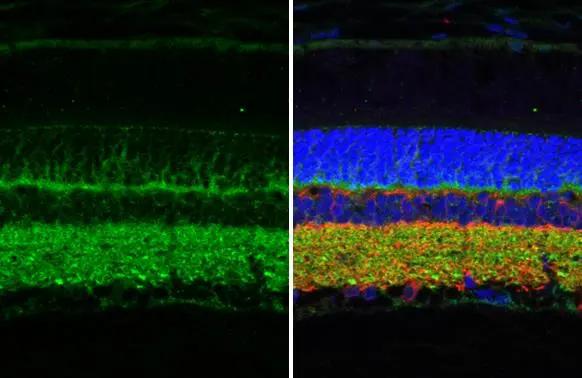 Synaptotagmin 1 Antibody (HL1654) - Azide and BSA Free