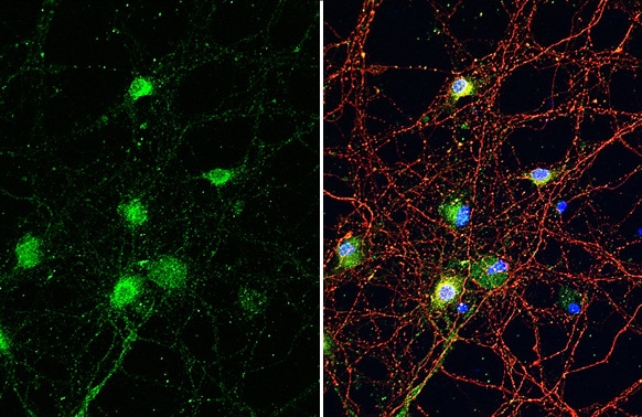 SynGAP Antibody (HL2292) - Azide and BSA Free