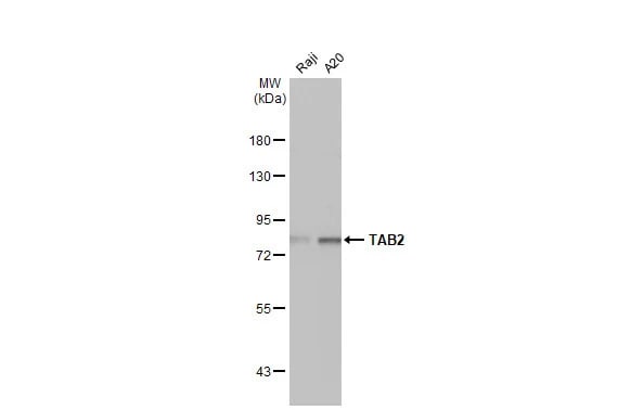 TAB2 Antibody (HL1712) - Azide and BSA Free