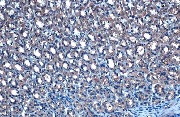 TAB2 Antibody (HL1712) - Azide and BSA Free
