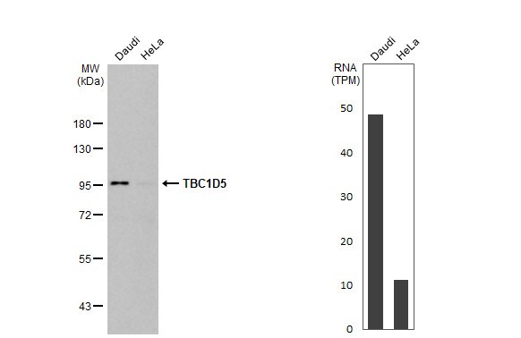 TBC1D5 Antibody (HL2054) - Azide and BSA Free