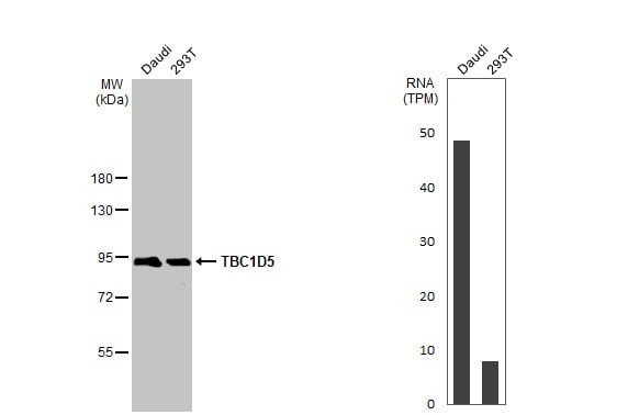TBC1D5 Antibody (HL2390) - Azide and BSA Free