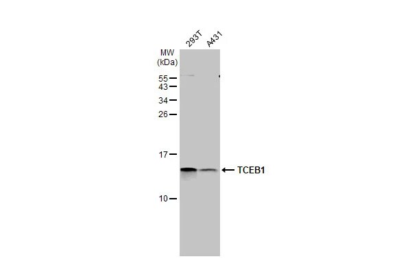 TCEB1 Antibody (HL1683) - Azide and BSA Free