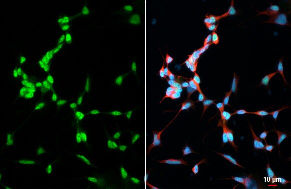 TCF-3/E2A Antibody (HL1954) - Azide and BSA Free