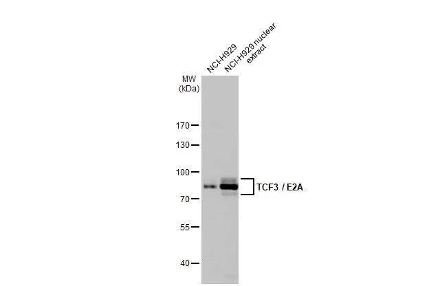 TCF-3/E2A Antibody (HL1954) - Azide and BSA Free