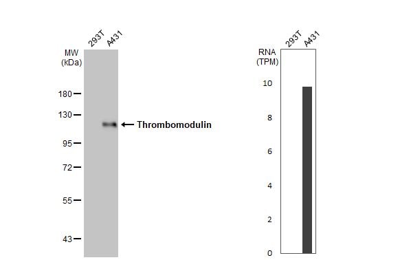 Thrombomodulin/BDCA-3 Antibody (HL1825) - Azide and BSA Free