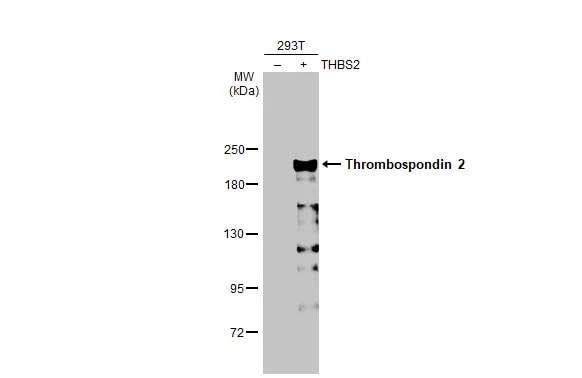 Thrombospondin-2 Antibody (HL1140) - Azide and BSA Free