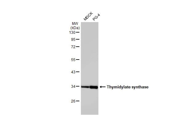 Thymidylate Synthase Antibody (HL1237) - Azide and BSA Free