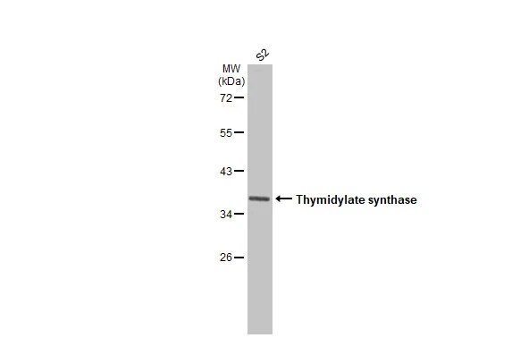 Thymidylate Synthase Antibody (HL1237) - Azide and BSA Free