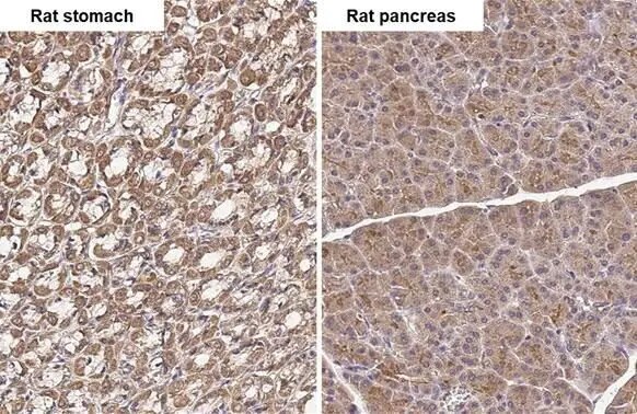 TLR3 Antibody (HL2314) - Azide and BSA Free