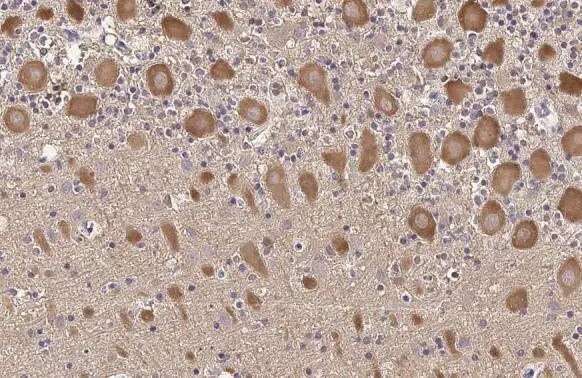 TLR3 Antibody (HL2314) - Azide and BSA Free