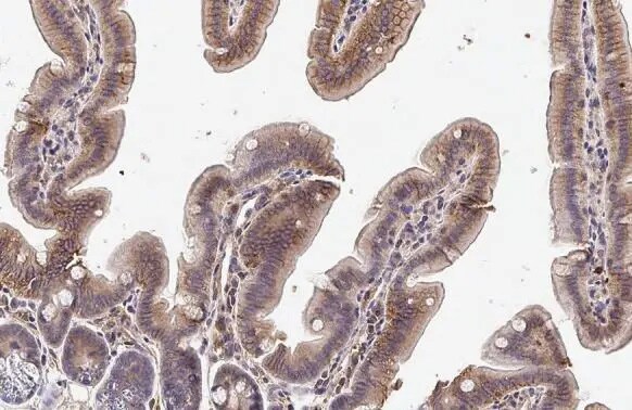 TLR3 Antibody (HL2314) - Azide and BSA Free