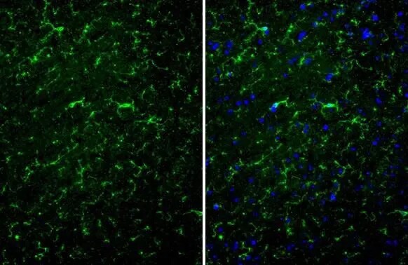TMEM119 Antibody (HL2415) - Azide and BSA Free