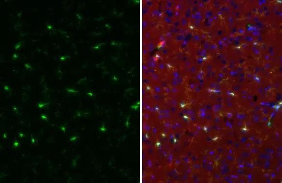 TMEM119 Antibody (HL2415) - Azide and BSA Free