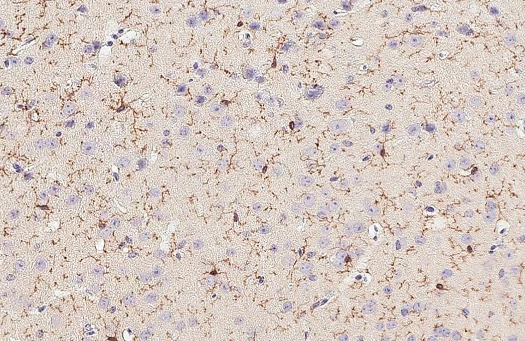 TMEM119 Antibody (HL2415) - Azide and BSA Free