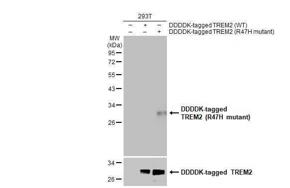 TREM2 Antibody (HL1032) - R47H Mutant - Azide and BSA Free
