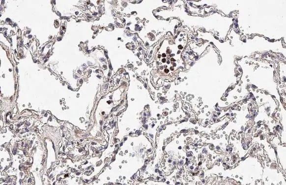 TREM2 Antibody (HL1738) - Azide and BSA Free