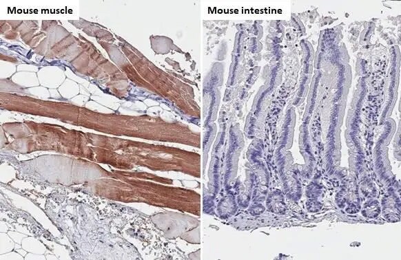 TRIM72 Antibody (HL1853) - Azide and BSA Free
