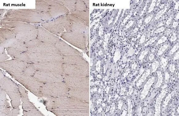 TRIM72 Antibody (HL1855) - Azide and BSA Free