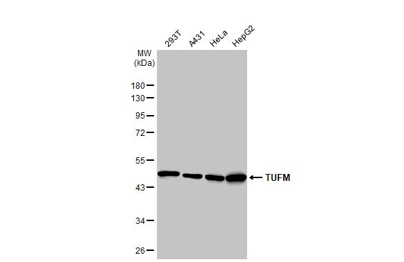 TUFM Antibody (HL2193) - Azide and BSA Free
