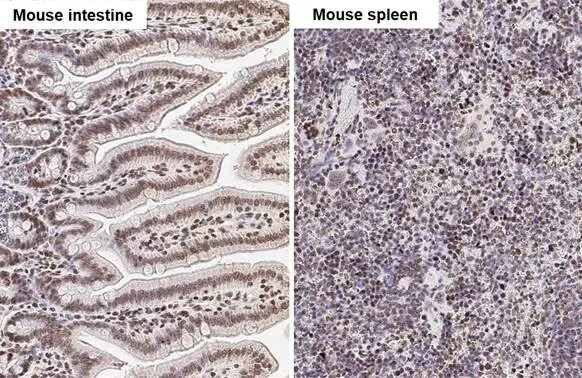 UHRF1 Antibody (HL2287) - Azide and BSA Free