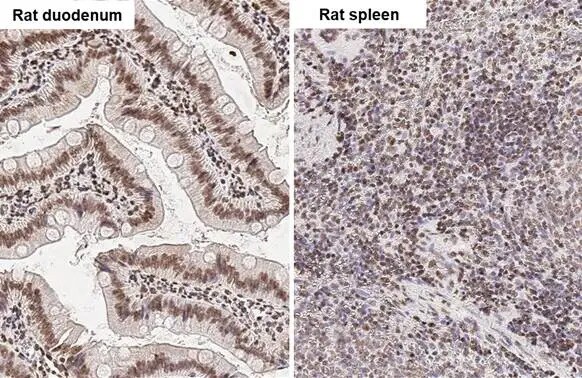 UHRF1 Antibody (HL2287) - Azide and BSA Free