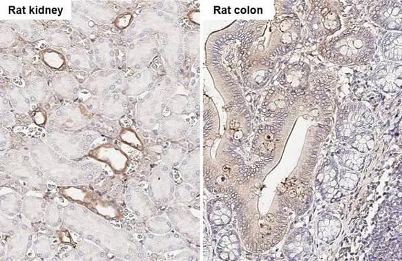 uPAR Antibody (HL2169) - Azide and BSA Free