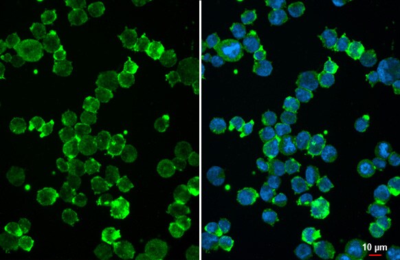uPAR Antibody (HL2169) - Azide and BSA Free