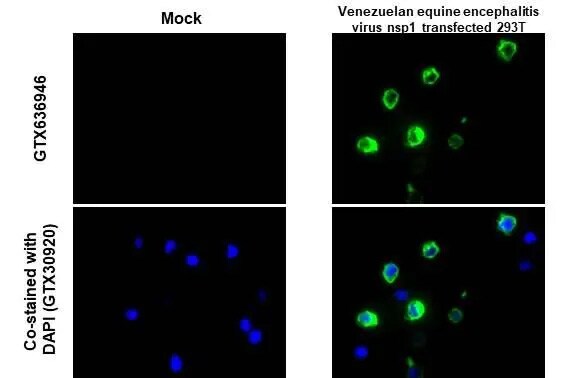 Venezuelan Equine Encephalitis Virus NSP1 Antibody (HL1472) - Azide and BSA Free
