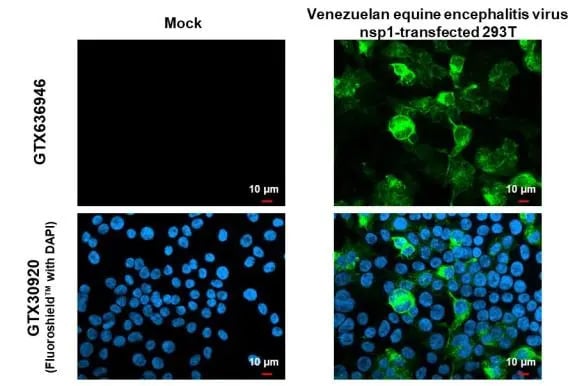Venezuelan Equine Encephalitis Virus NSP1 Antibody (HL1472) - Azide and BSA Free