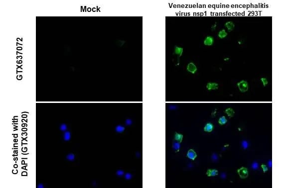 Venezuelan Equine Encephalitis Virus NSP1 Antibody (HL1593) - Azide and BSA Free