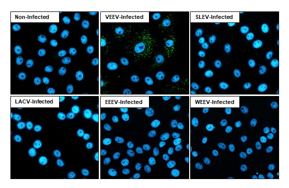Venezuelan Equine Encephalitis Virus NSP3 Antibody (HL1502) - Azide and BSA Free