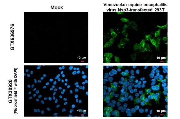 Venezuelan Equine Encephalitis Virus NSP3 Antibody (HL1502) - Azide and BSA Free