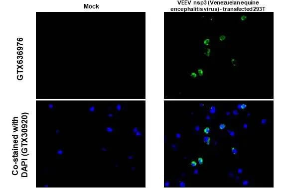 Venezuelan Equine Encephalitis Virus NSP3 Antibody (HL1502) - Azide and BSA Free