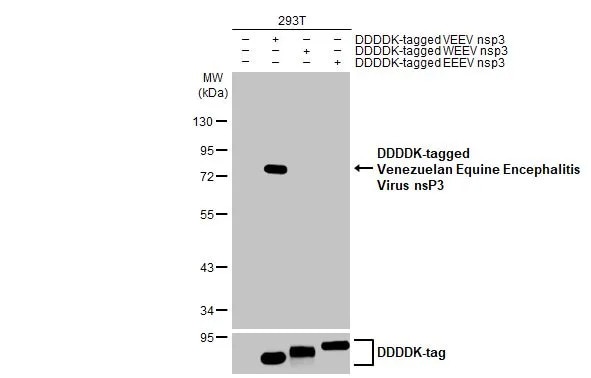 Venezuelan Equine Encephalitis Virus NSP3 Antibody (HL1502) - Azide and BSA Free
