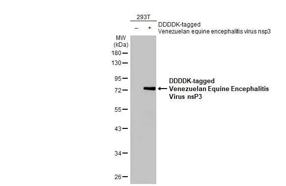 Venezuelan Equine Encephalitis Virus NSP3 Antibody (HL1502) - Azide and BSA Free